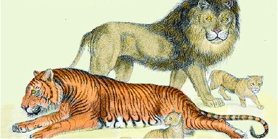 tiger and lion linger