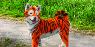 tiger striped doggie